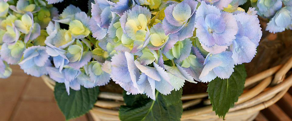 Blatt & Blüte, Ihr Blumenfachgeschäft für Blumen, Schnittblumen, Topfblumen, Hochzeitsfloristik, Trauerfloristik in Bad Sassendorf