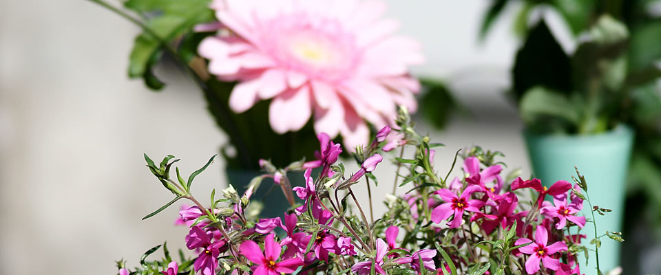 Blatt & Blüte, Ihr Blumenfachgeschäft für Blumen, Schnittblumen, Topfblumen, Hochzeitsfloristik, Trauerfloristik in Bad Sassendorf