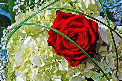 Ihr Blumenfachgeschäft für Blumen, Schnittblumen, Topfblumen, Hochzeitsfloristik, Trauerfloristik in Bad Sassendorf Ihr Blumenfachgeschäft für Blumen, Schnittblumen, Topfblumen, Hochzeitsfloristik, Trauerfloristik in Bad Sassendorf